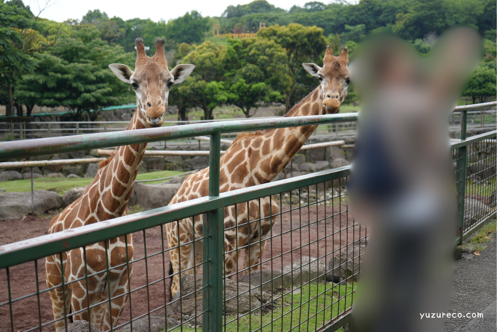 伊豆アニマルキングダム　キリン