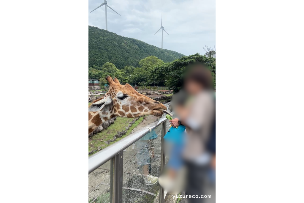 伊豆アニマルキングダム　キリンへのエサやり