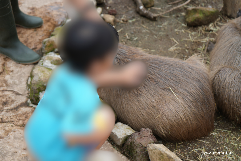 伊豆アニマルキングダム　カピバラ　ふれあい