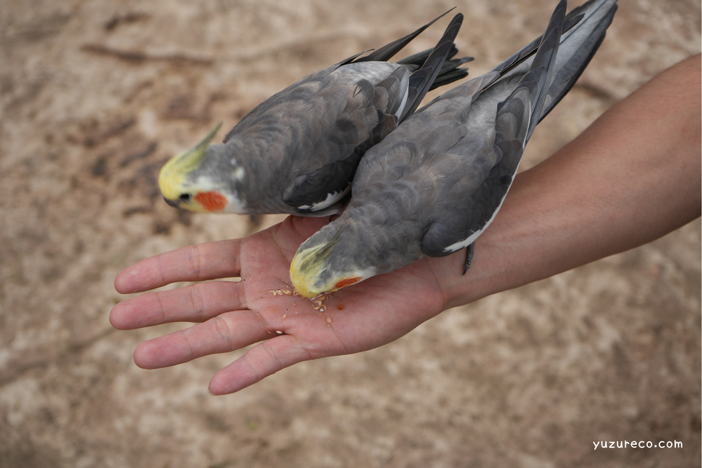 伊豆アニマルキングダム　オカメインコ